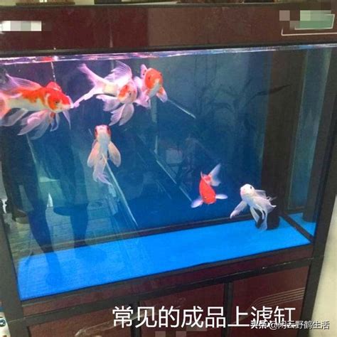 養魚推薦|新手養魚知識